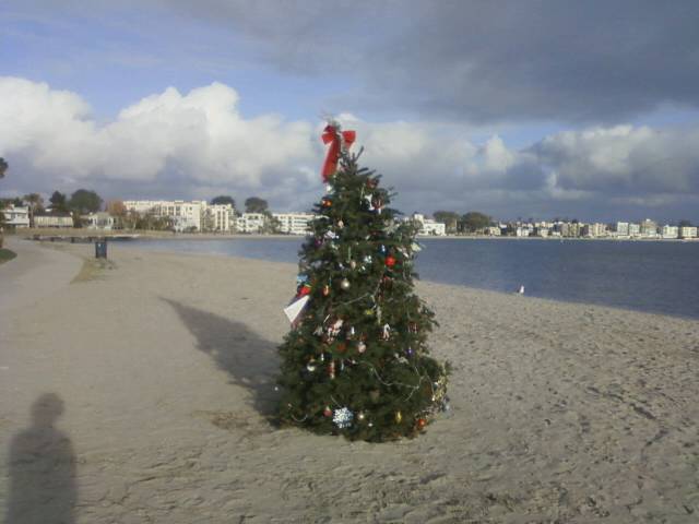 Christmas Tree Growing in the Sand